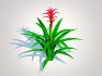 Guzmania – Bromeliad - Thumbnail 1