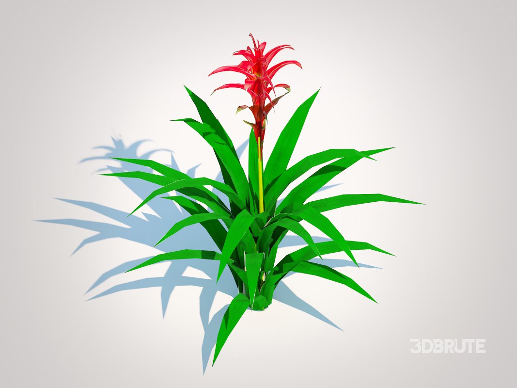 Guzmania – Bromeliad Image 1