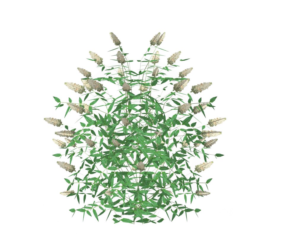 Buddleja Butterfly Bush White Image 4