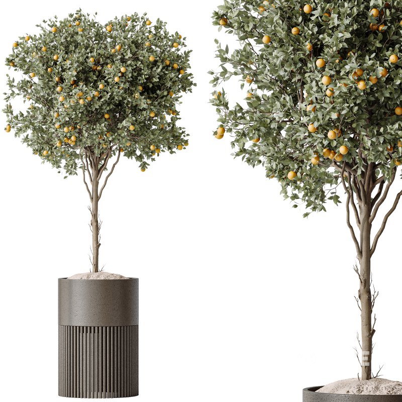 AV Indoor plants set 202 Cactus Grusonii Golden Barrel and Mandarin Citrus Fruit Orange and Mission Olive and Ficus Robusta Abidjan Image 5