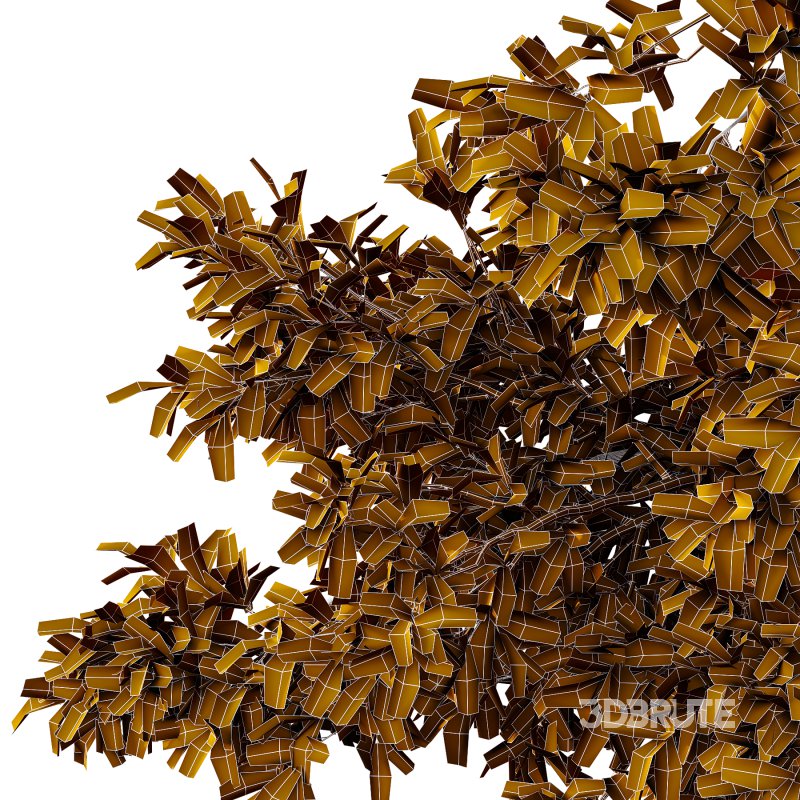 Spanish Moss Tree 02 Image 3