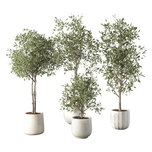 Olive Tree Indoor Plant Set.8