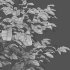 Carpinus betulus – Hornbeam – 02 - Thumbnail 2