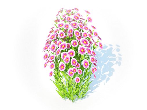 Aster novi-belgii – Dawrf Aster – pink