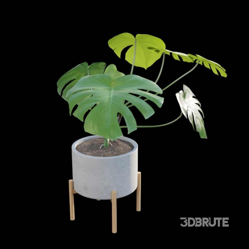Monstera deliciosa Image 3