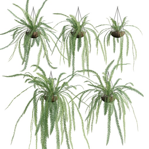 Nephrolepis