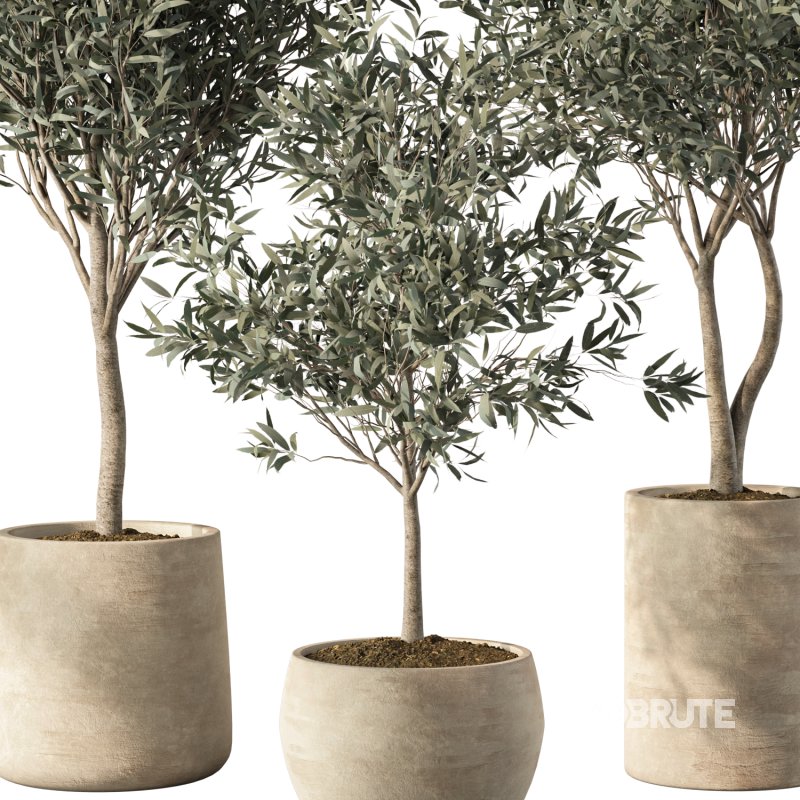 Olive Tree Indoor Plants Set.5 Image 3