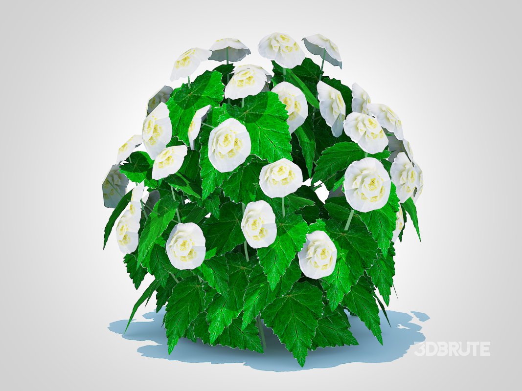 Begonia -White Image 5