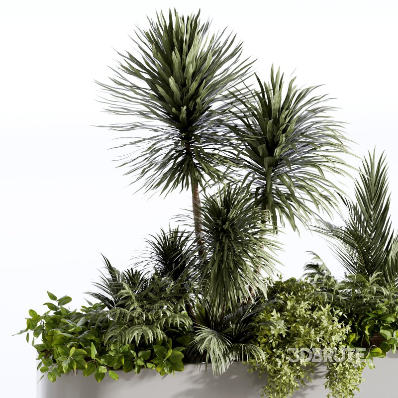 : Indoor plants-plants in box set174 Image 3