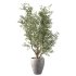 Olive Tree Indoor Plant Set.20 - Thumbnail 3