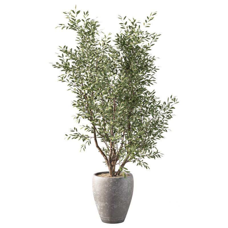 Olive Tree Indoor Plant Set.20 Image 3