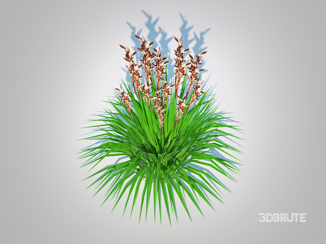 Deschampsia flex – Tatra Gold Wavy Hair Grass Image 2