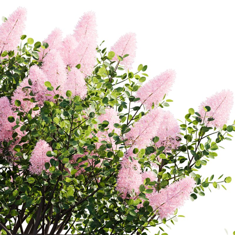 Cotinus coggygria – Smokebush 01 Image 2