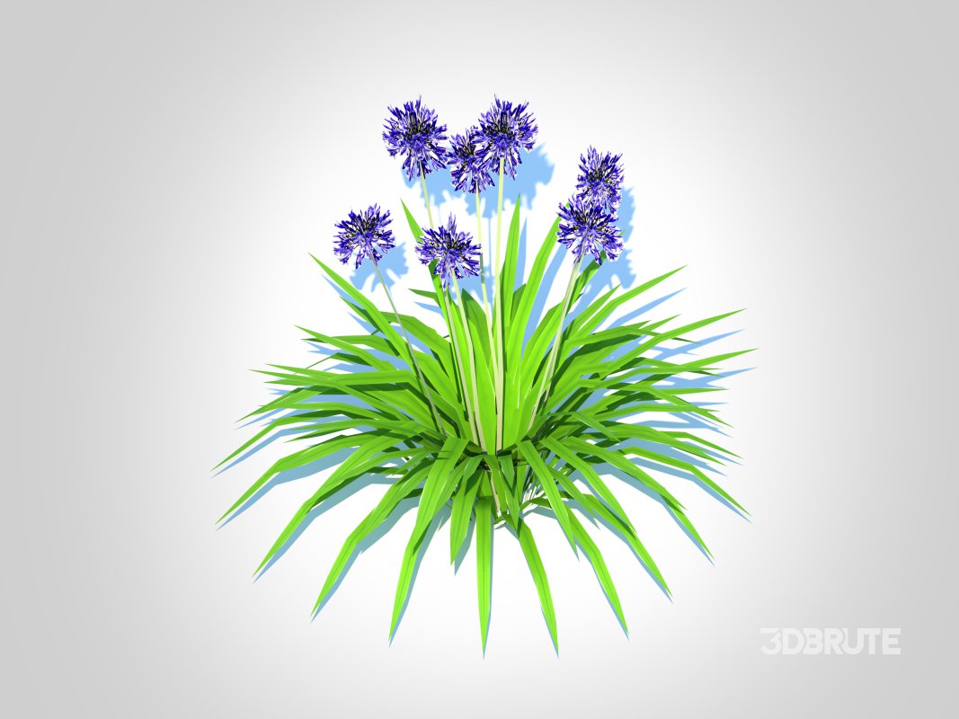Agapanthus Africanus-dwarf-blue Image 5