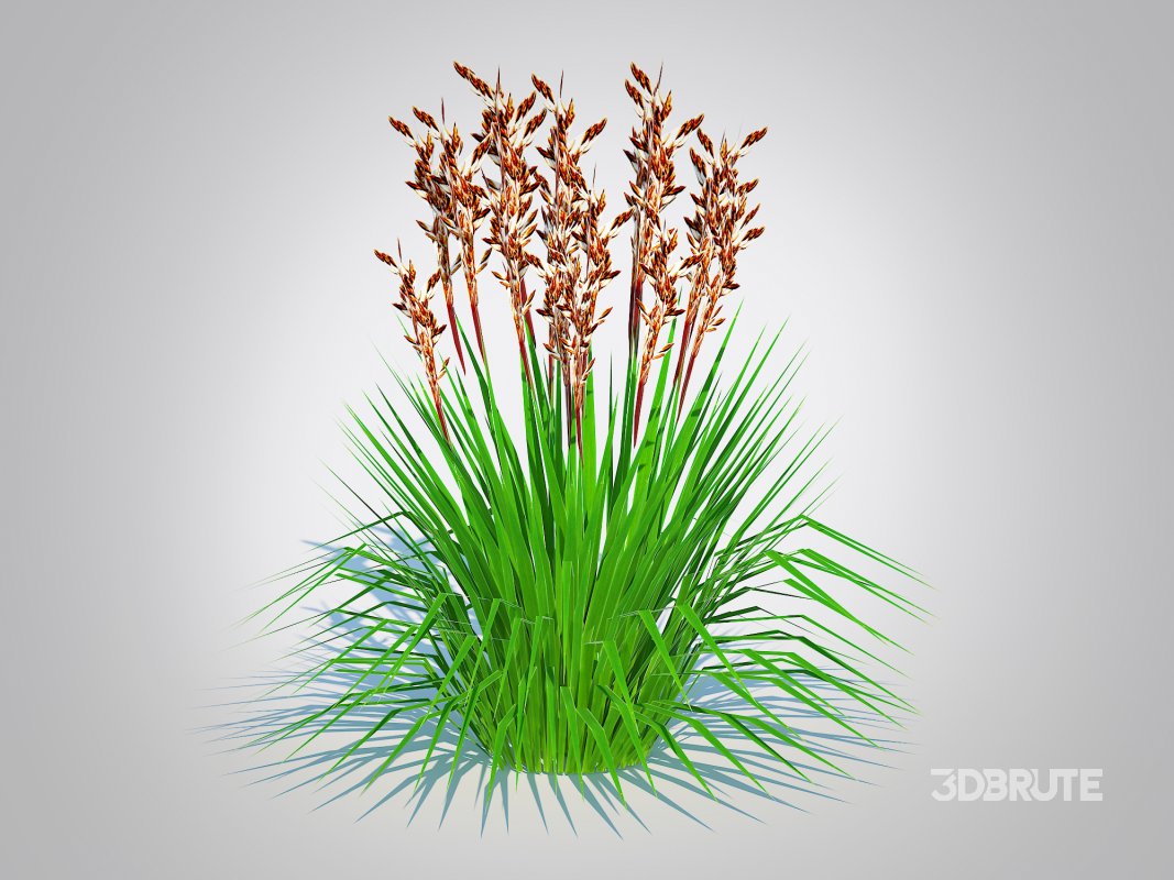 Deschampsia flex – Tatra Gold Wavy Hair Grass Image 4