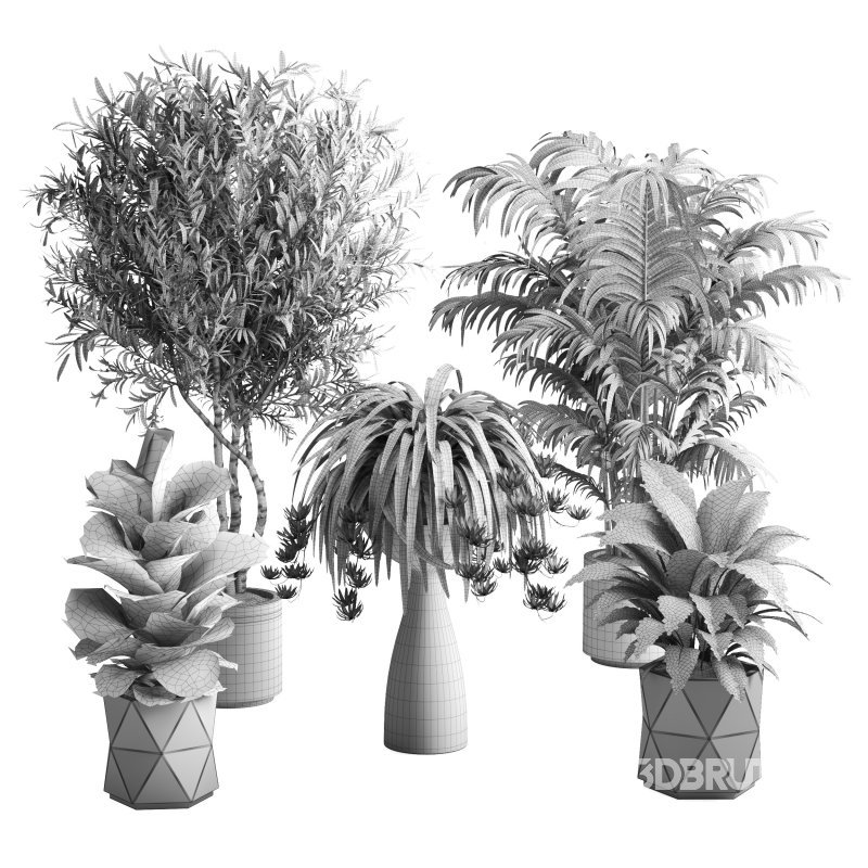 Indoor Plant Olive Palm Fiddle Leaf Image 6