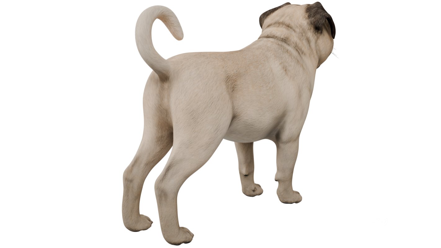 Pug Image 4