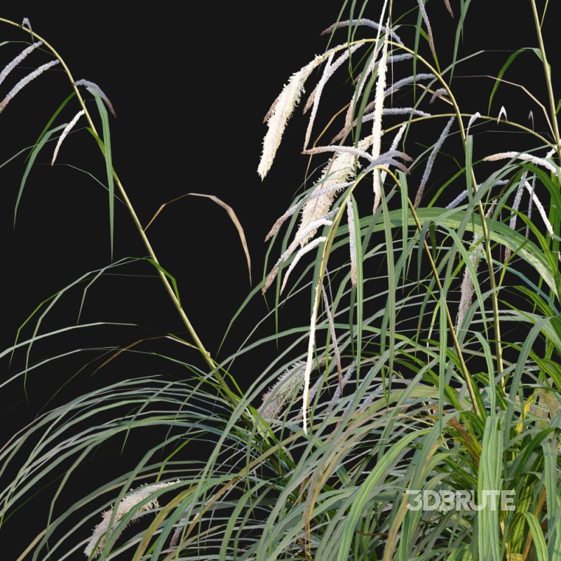 Carex pendula – Pendulous sedge -02 Image 2