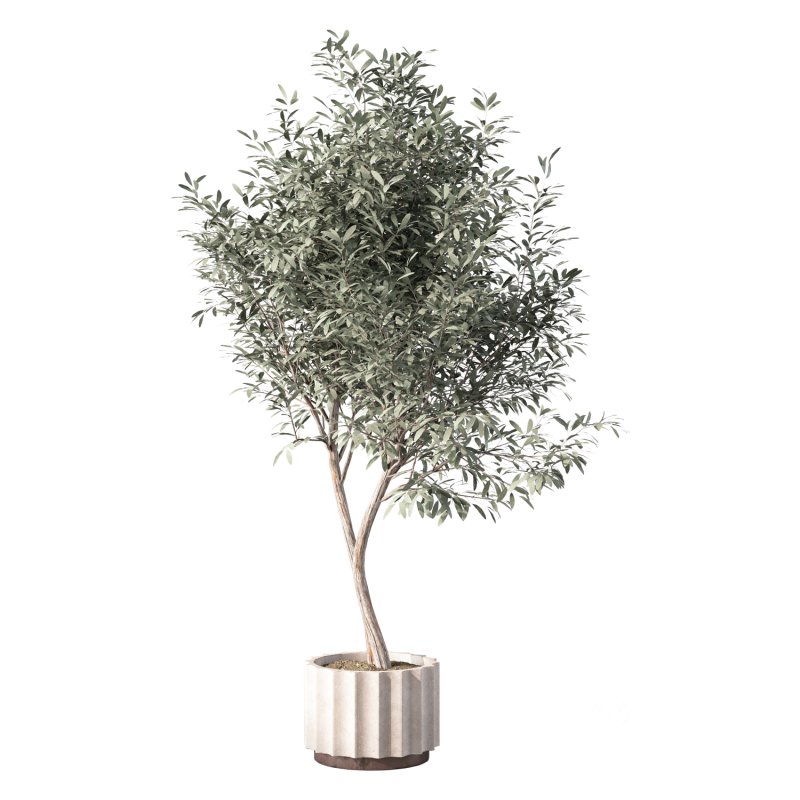 Olive Tree Indoor Plant Set.30 Image 3