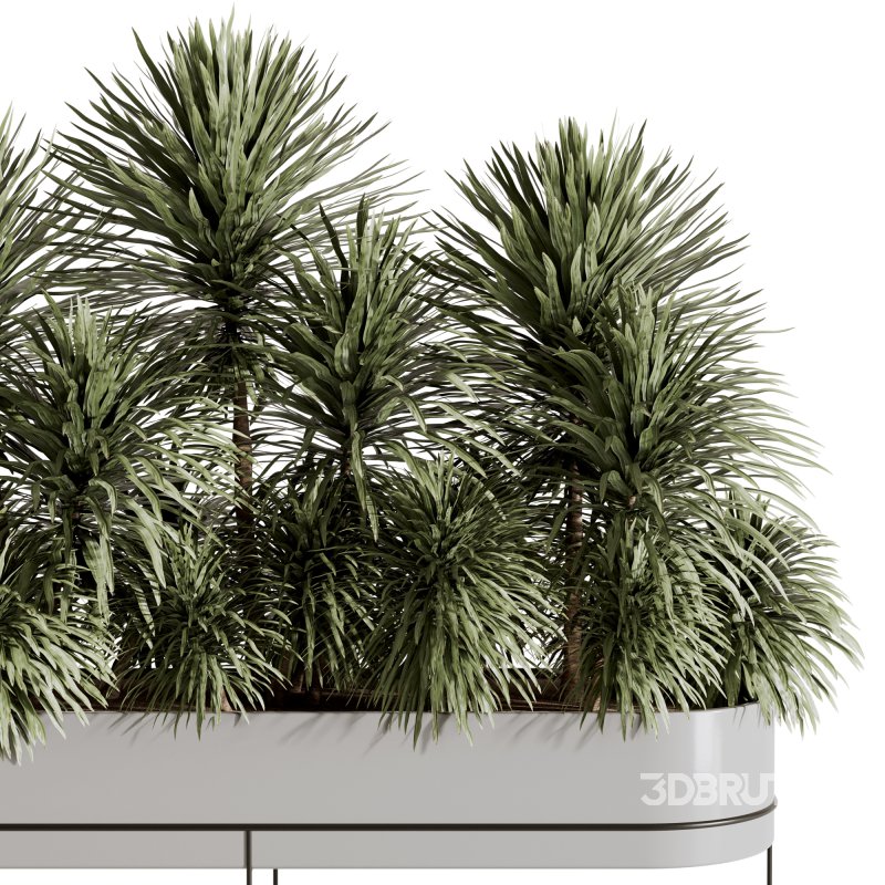 Indoor plants-Plants in Box- set175 Image 5