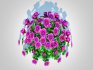 Chrysanthemum – Hardy Mum_purple - Thumbnail 3