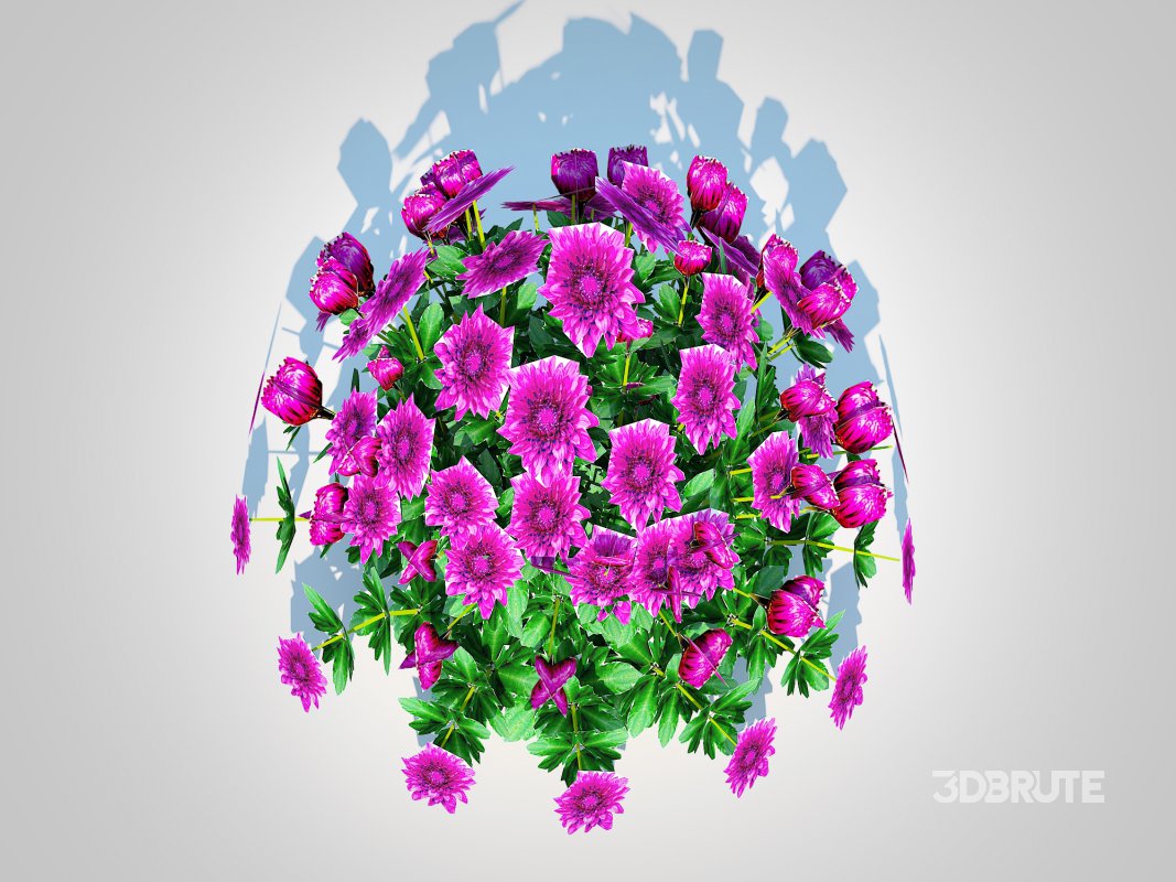 Chrysanthemum – Hardy Mum_purple Image 3