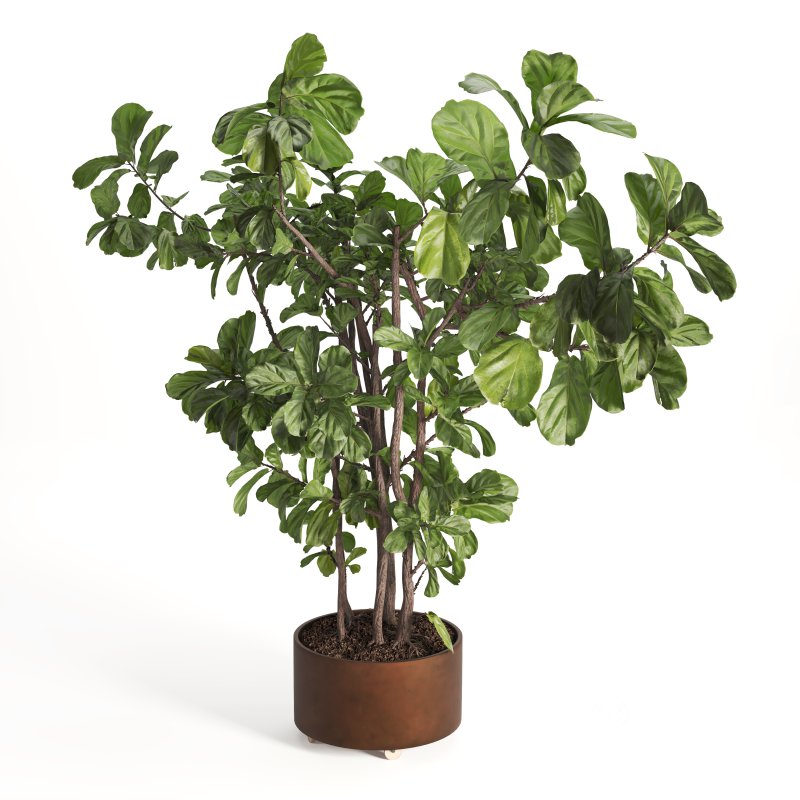 Indoor Plant Fiddle Fig Image 3