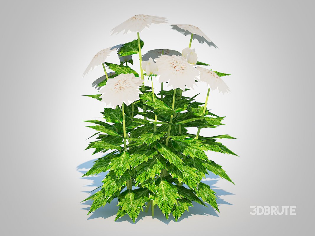 Dahlia Lisa White Image 5