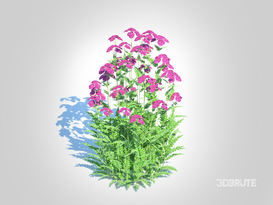 Achillea – yarrow purple Image 1