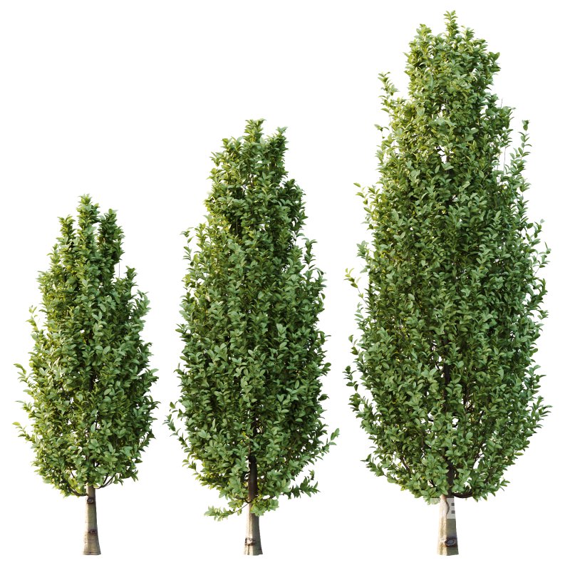 Carpinus Betulus Tree 05 Image 4