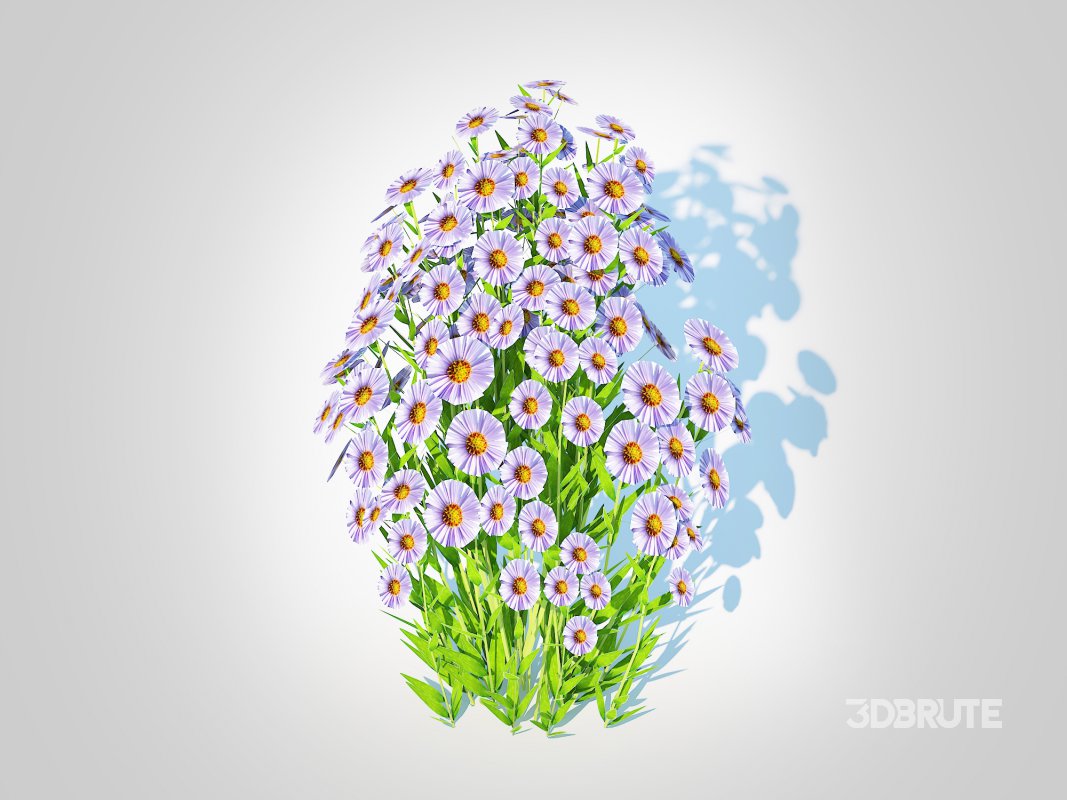 Aster novi-belgii – New York Aster – Blue Image 2