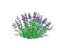 Nepeta fassenii-blue catmint - Thumbnail 4