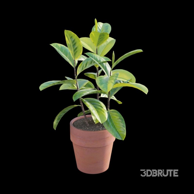 Ficus benghalensis Image 5