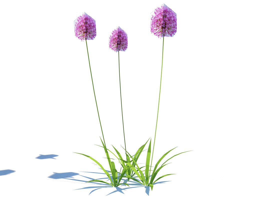 Allium Image 1