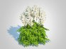 Astilbe-white - Thumbnail 1
