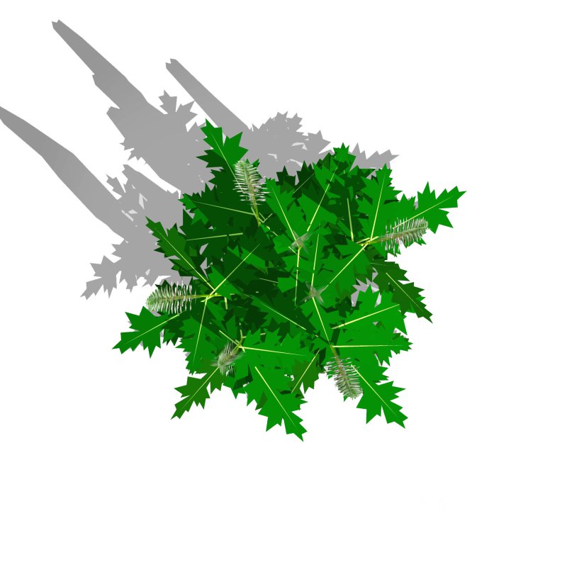 Acanthus Mollis Image 3