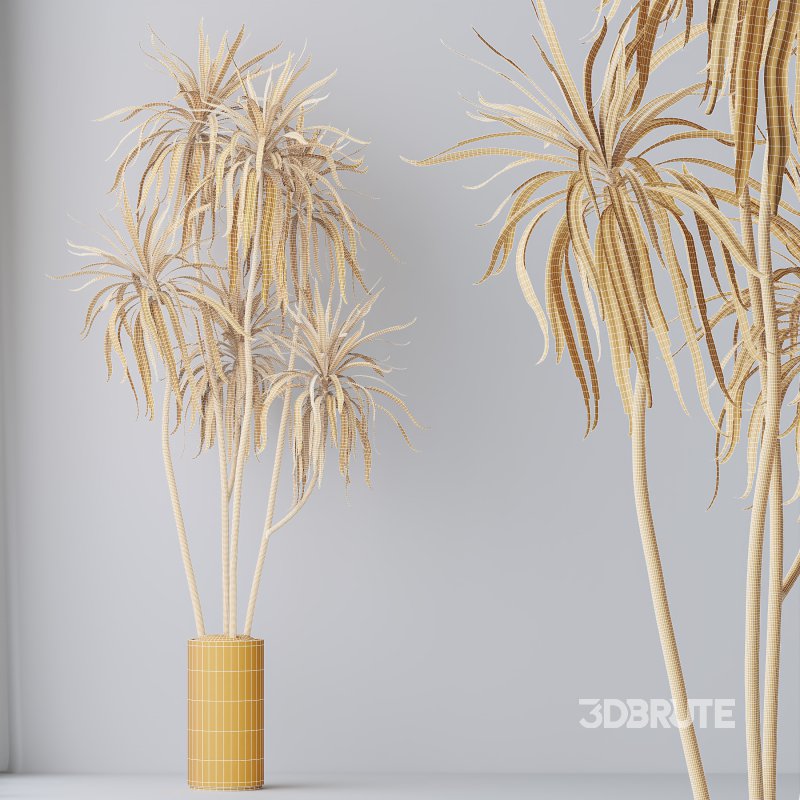 AV Indoor plants set 204 Mission Olive and Ficus Cyathistipula and Lemon Lime Cane Dragon and Banana Strelitzia Nicolai Image 13