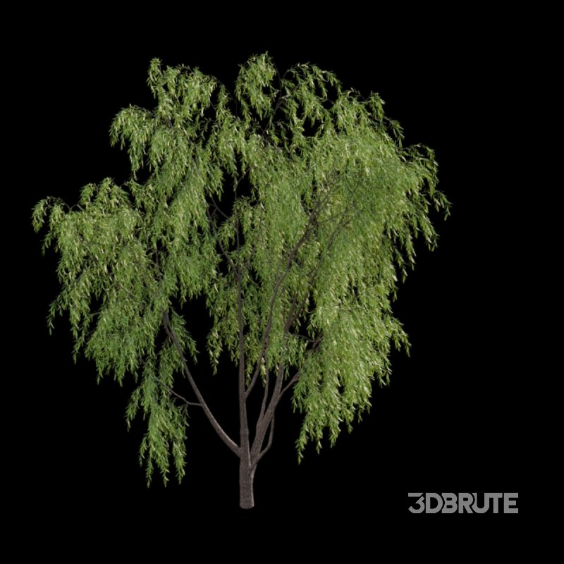 Salix babylonica – Weeping Willow 02 Image 3