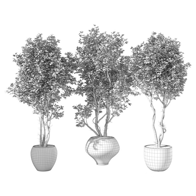 Olive Tree Indoor Plant Set.16 Image 3