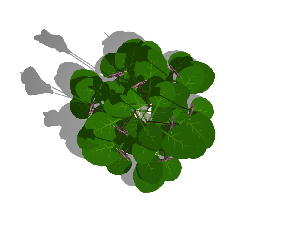 Bergenia Cordifolia Image 2