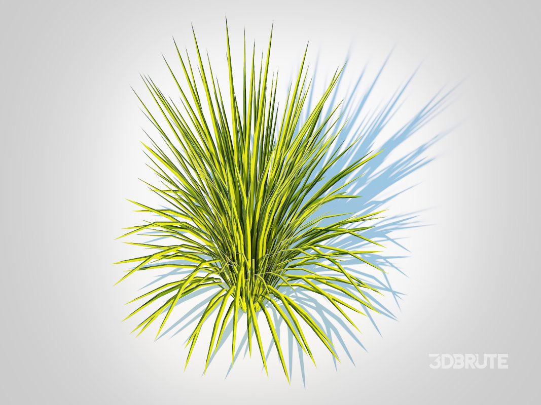 Acorus gramineus Oborozuki – Sweet Flag Image 4