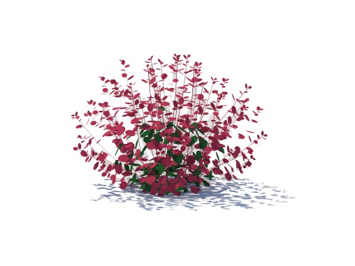 Berberis