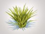 Carex siderosticha ‘Banana Boat - Thumbnail 6