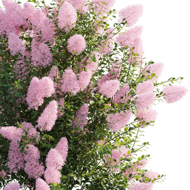 Cotinus coggygria – Smokebush 04 Image 6