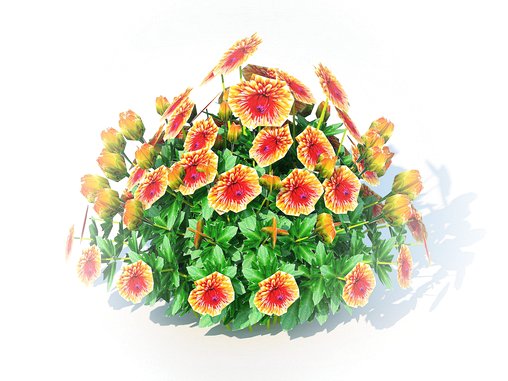 Chrysanthemum – Hardy Mum rust