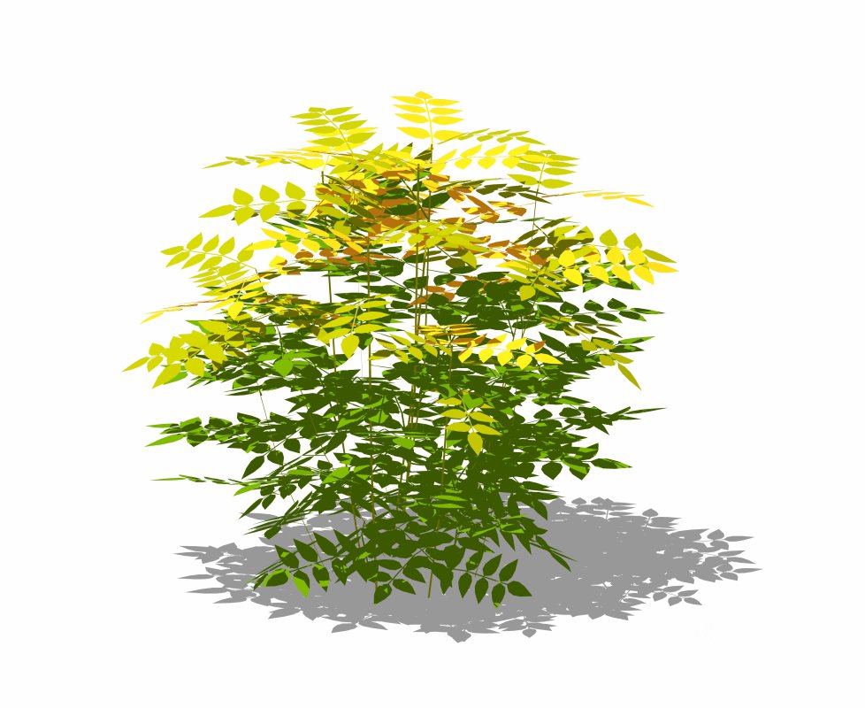 Nandina domestica-heavenly bamboo Image 6