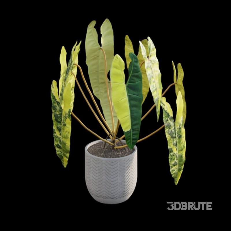 Philodendron billietiae – Croat Image 2