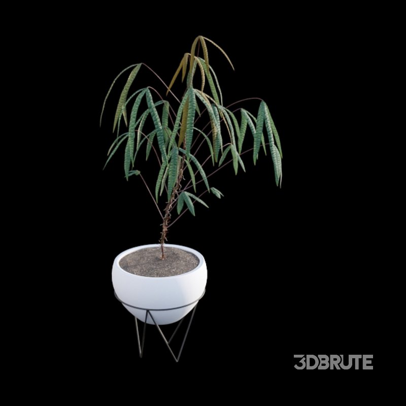 Anthurium cutucuense Image 5