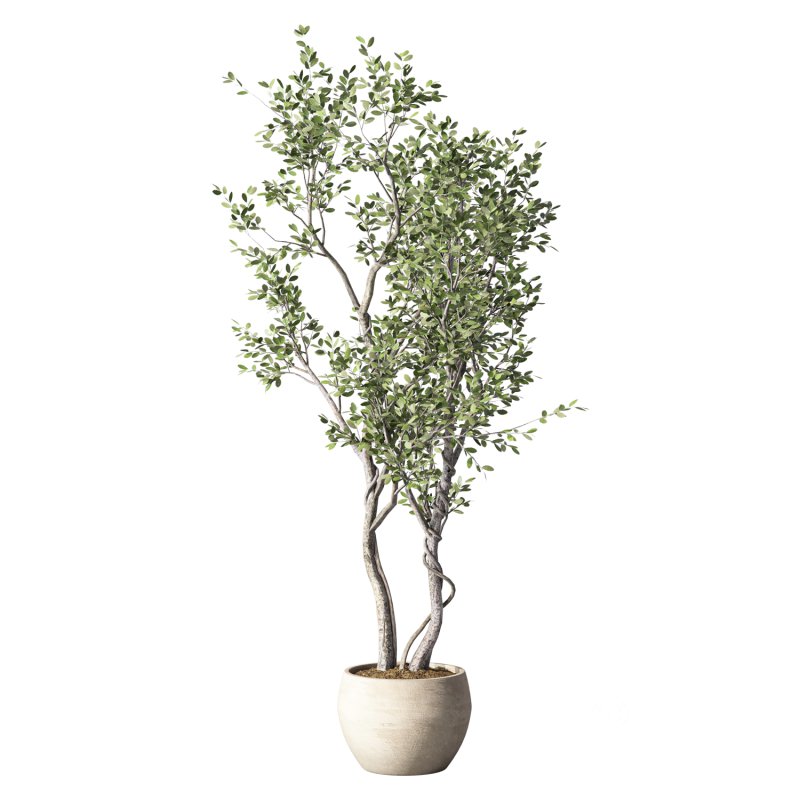 Olive Tree Indoor Plant Set.31 Image 2