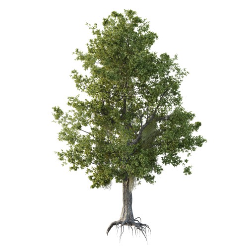 Spanish Moss Tree 02